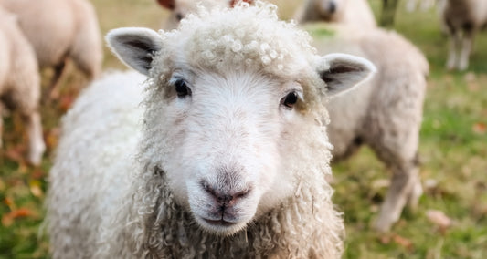 Behold the Lamb of God!