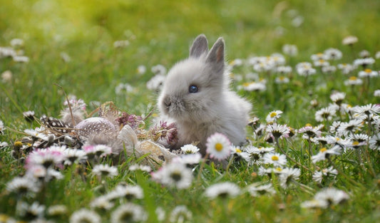 Easter or Passover? An Important Letter